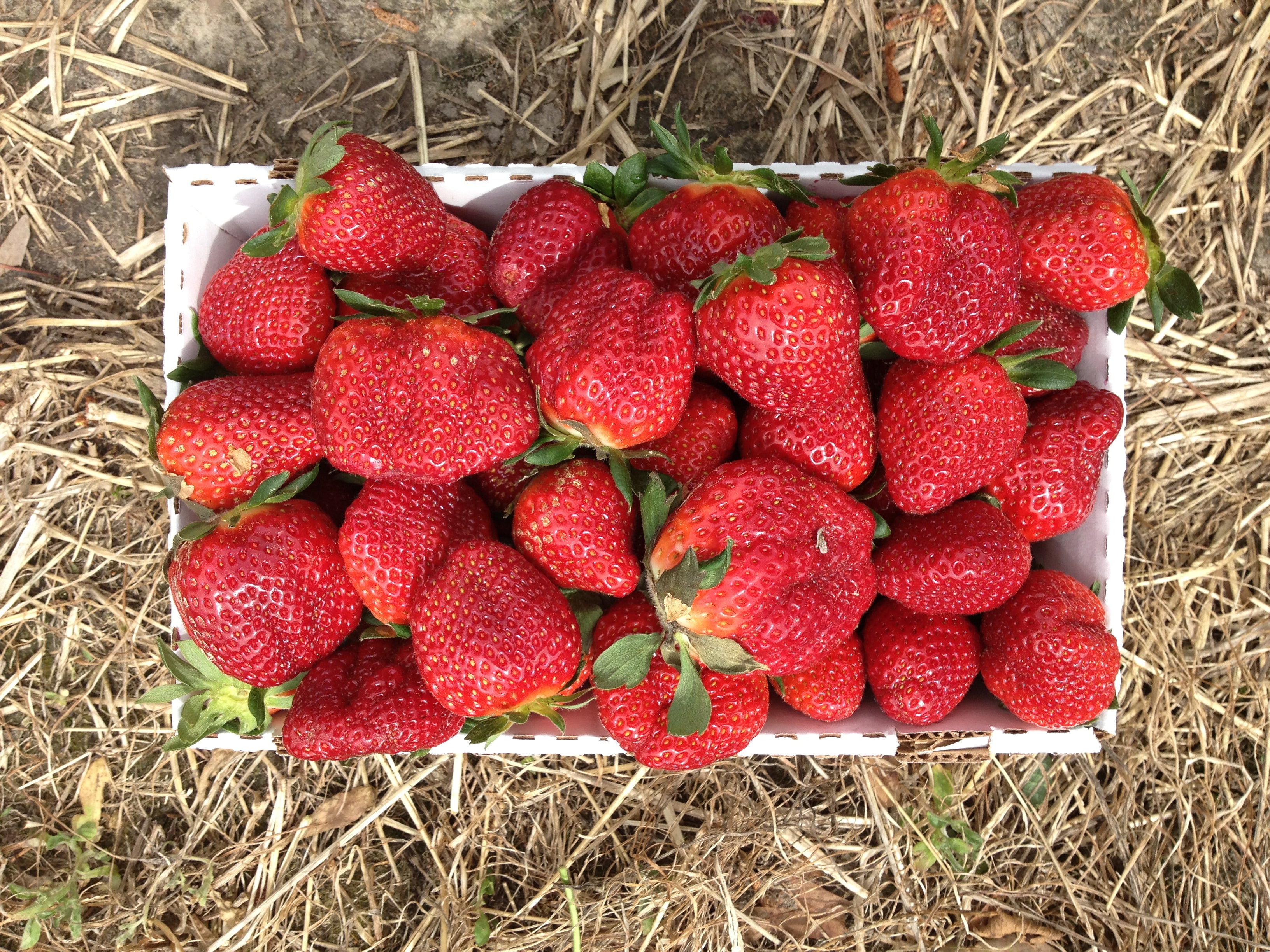 strawberry-season-2023-southern-grace-farms