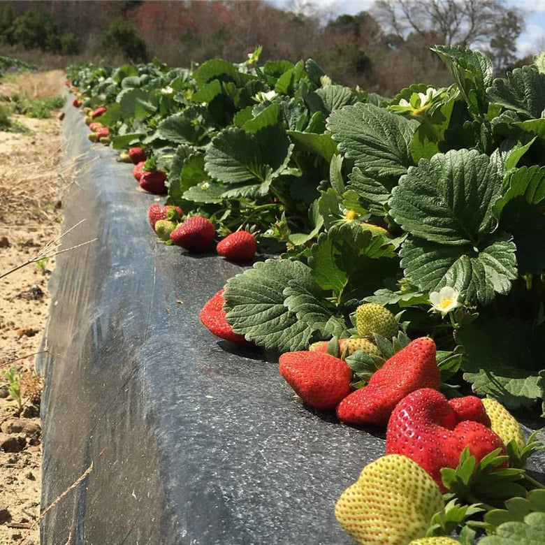 Warm Winter = Early Strawberries in South Georgia (post from February)