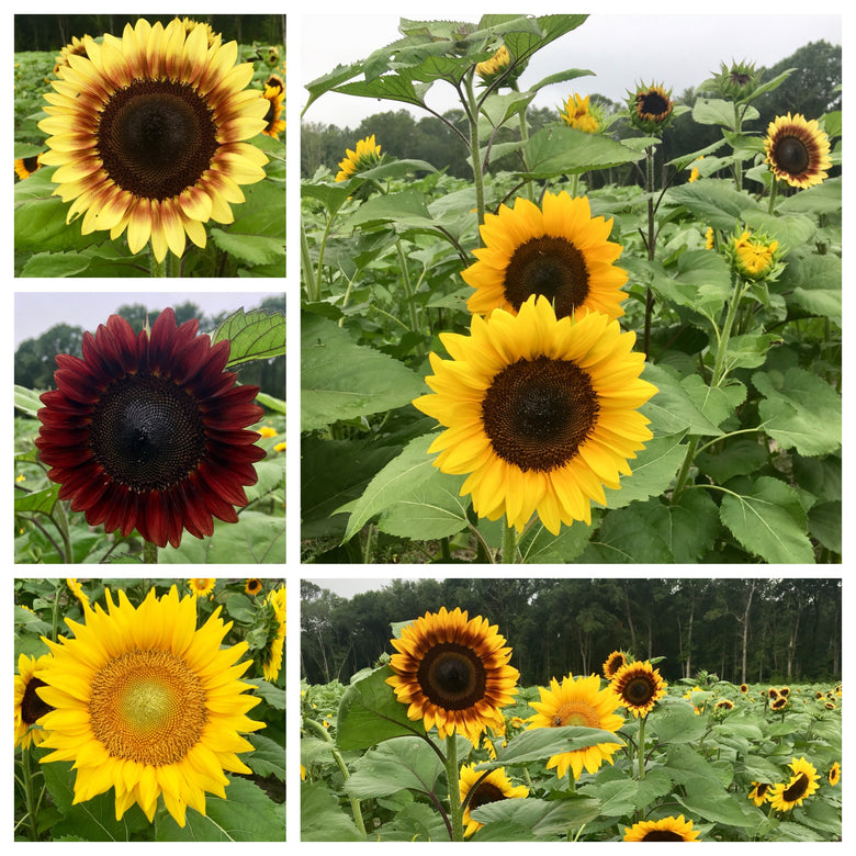 Sunflower picking tips